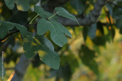 image to crop