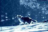 preview cold
