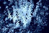 preview cold