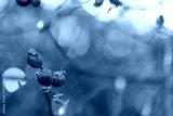 preview cold