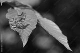 preview bw