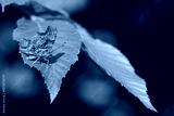preview cold