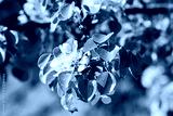 preview cold
