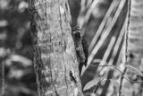preview bw