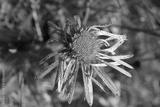 preview bw