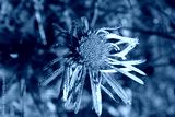 preview cold