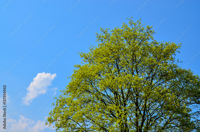 image to crop