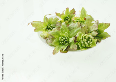 image to crop