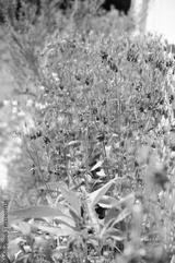 preview bw