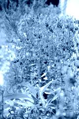 preview cold