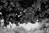 preview bw