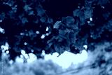 preview cold