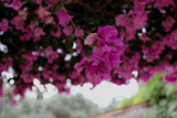 preview original