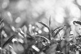 preview bw