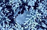preview cold