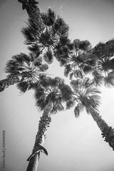 preview bw