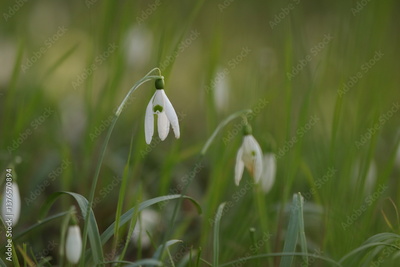 image to crop