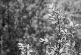 preview bw