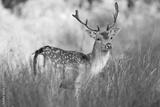 preview bw