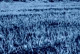 preview cold