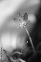 preview bw