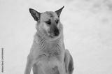 preview bw