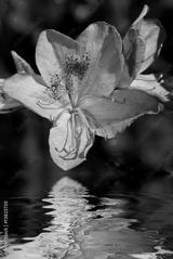 preview bw