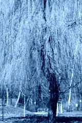 preview cold