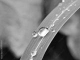 preview bw