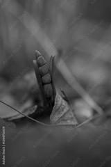 preview bw
