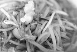 preview bw