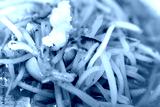 preview cold