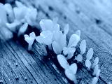 preview cold