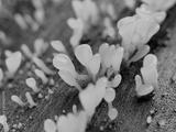 preview bw