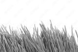preview bw