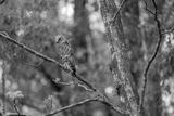 preview bw