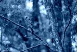 preview cold