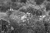preview bw