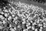preview bw