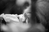 preview bw