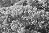 preview bw
