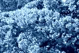 preview cold