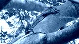 preview cold