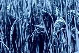 preview cold