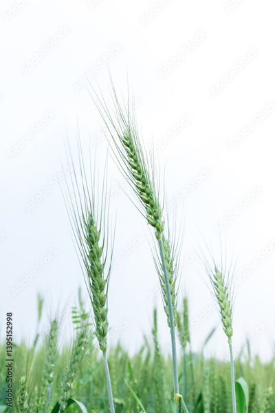 image to crop
