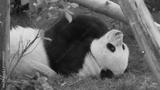 preview bw