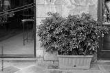 preview bw