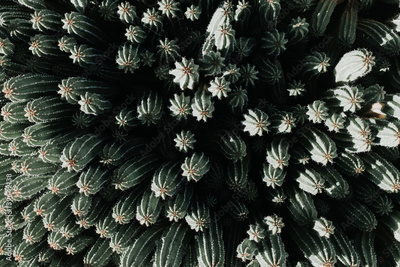 image to crop