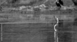 preview bw