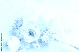 preview cold